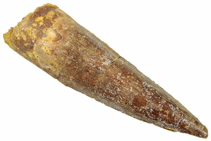 Fossil Spinosaurus Tooth - Real Dinosaur Tooth #322312